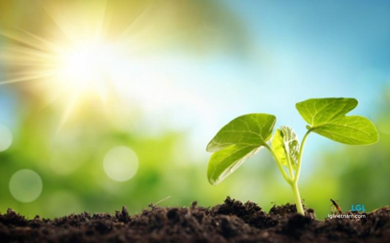 &Aacute;nh nắng mặt trời gi&uacute;p c&acirc;y trồng quang hợp để sinh trưởng