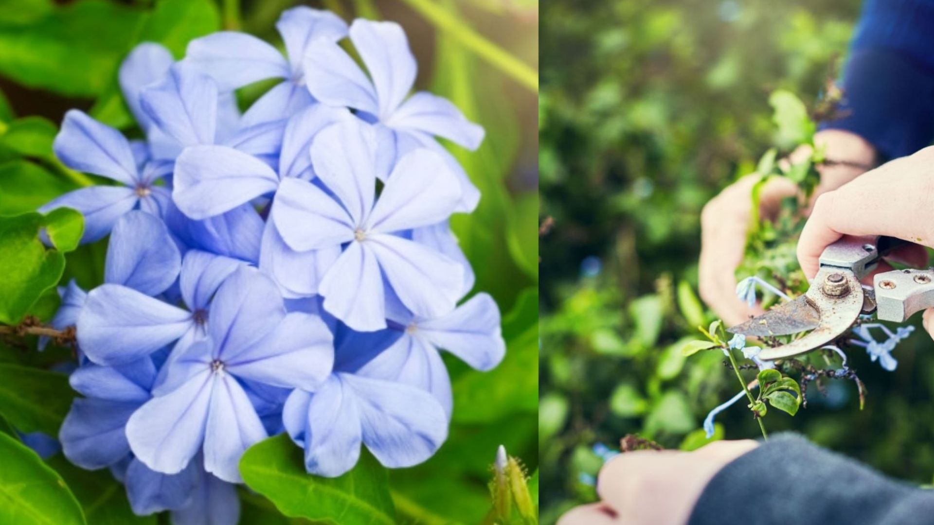 Cách chăm sóc cây Hoa Thanh Xà đơn giản
