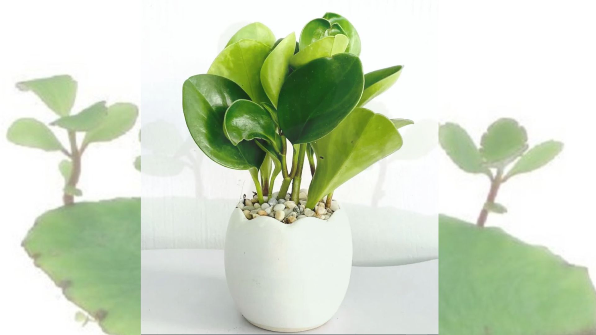 Chăm sóc cây Trường Sinh
