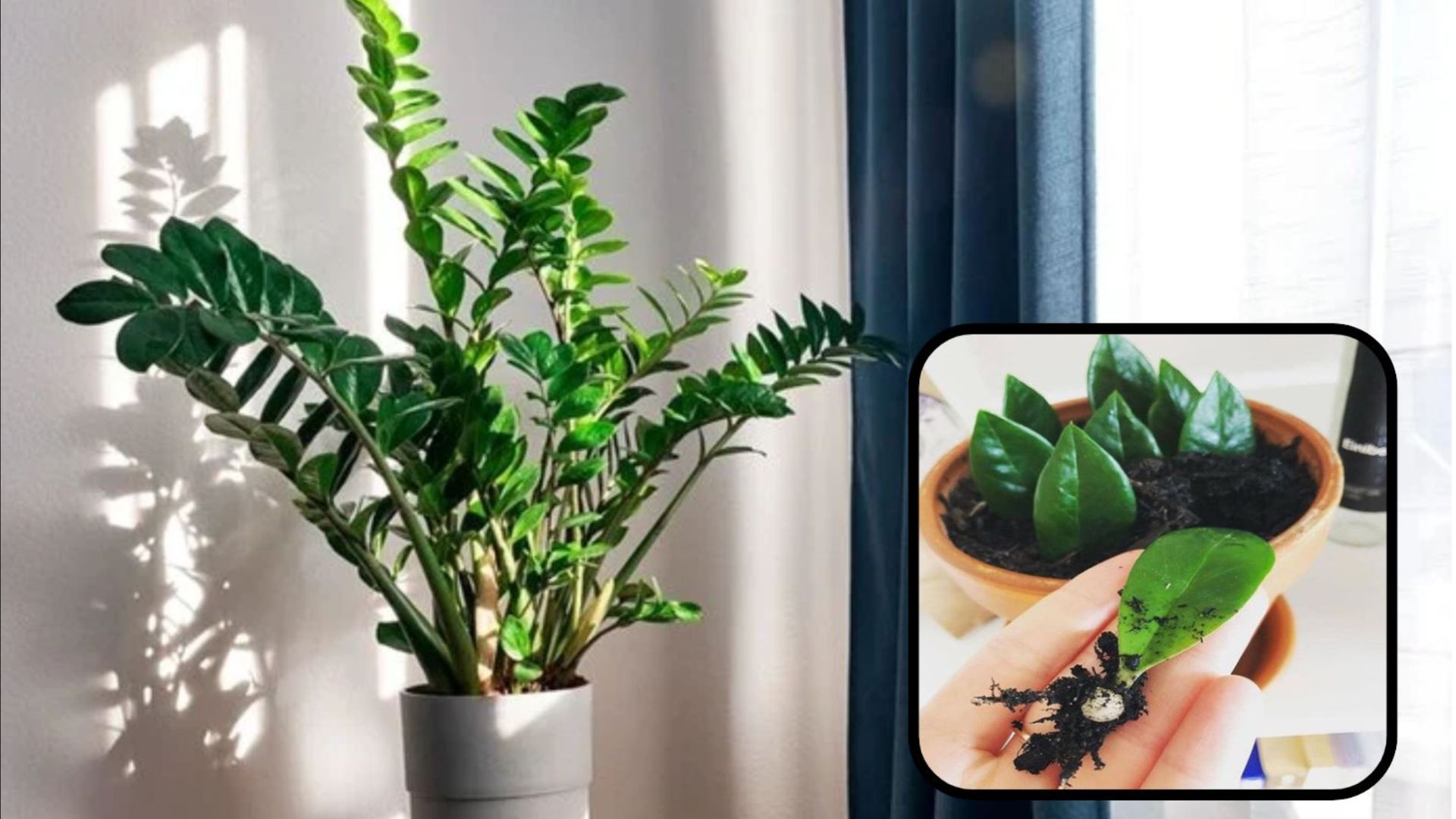 Cách trồng Cây Kim Tiền