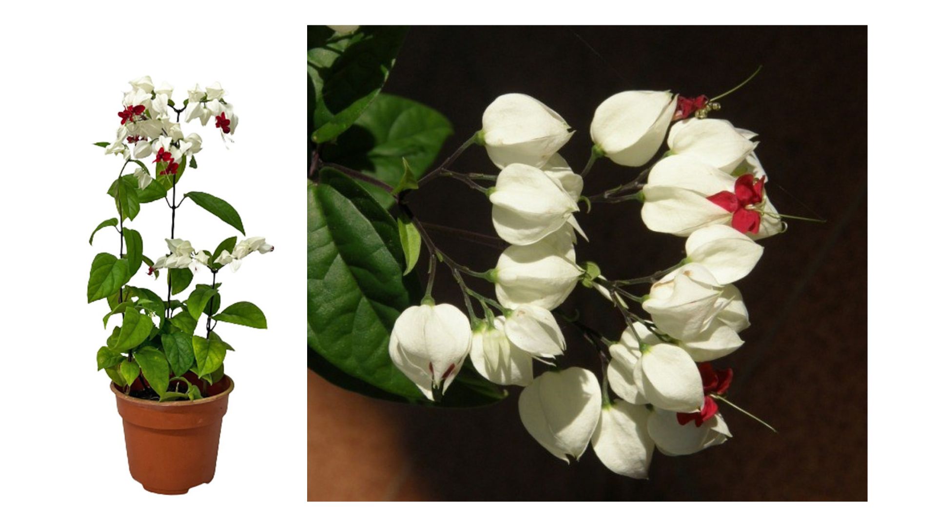 Cách trồng cây Ngọc Nữ
