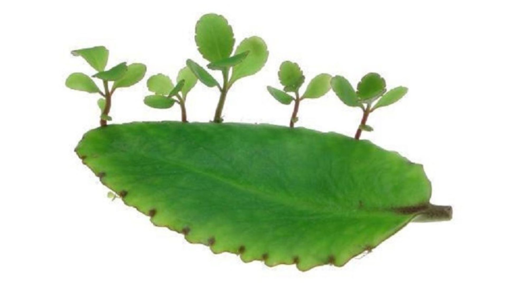 Cách trồng cây Trường Sinh