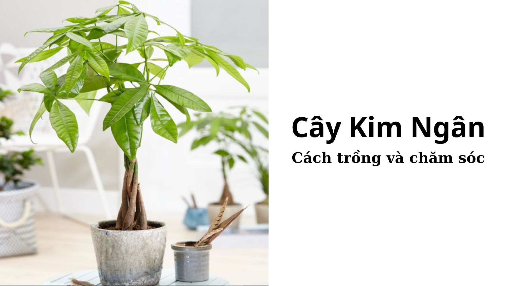 Cách trồng và chăm sóc Cây Kim Ngân