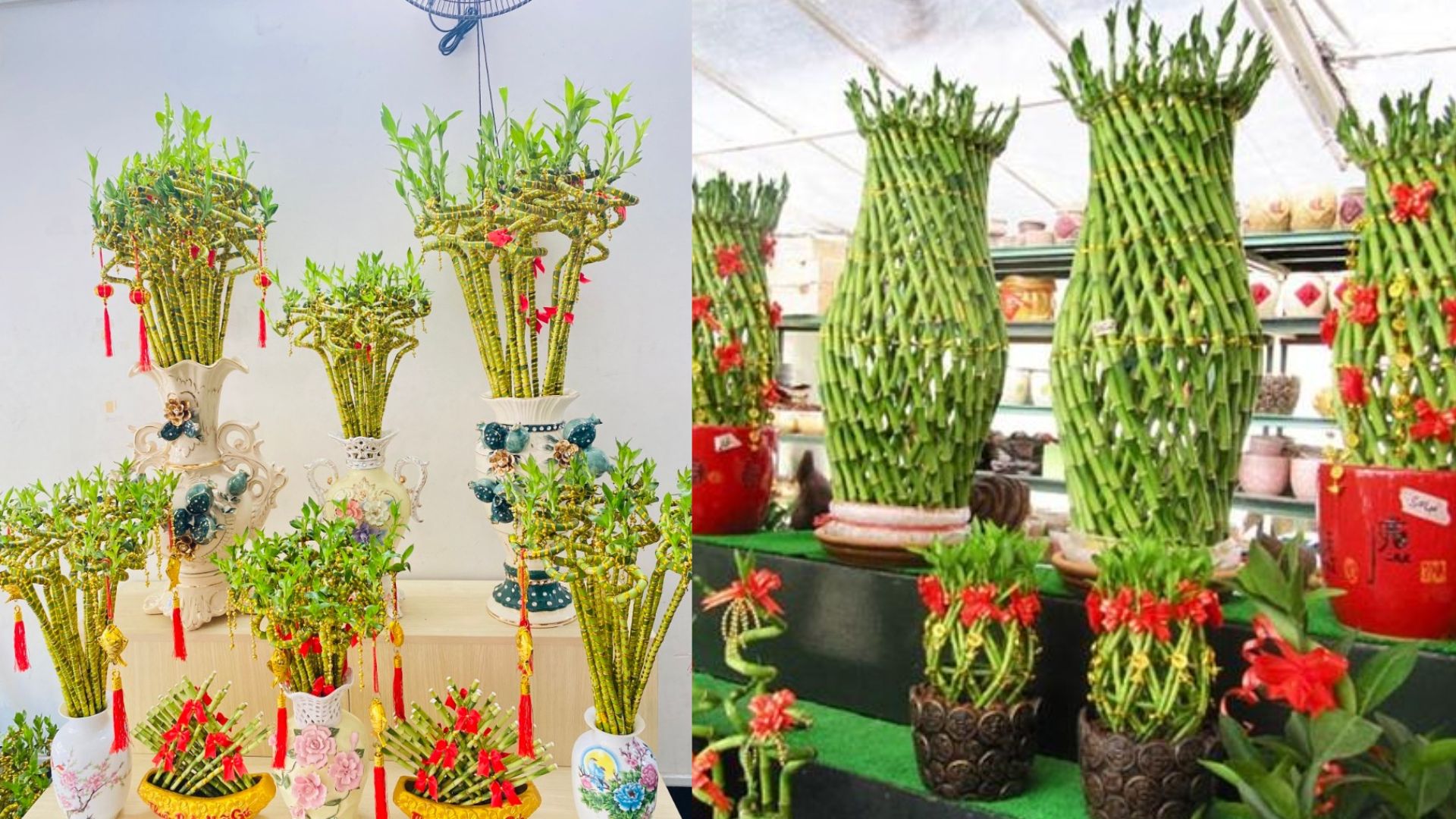 Cách Trồng và Chăm Sóc Cây Thần Tài