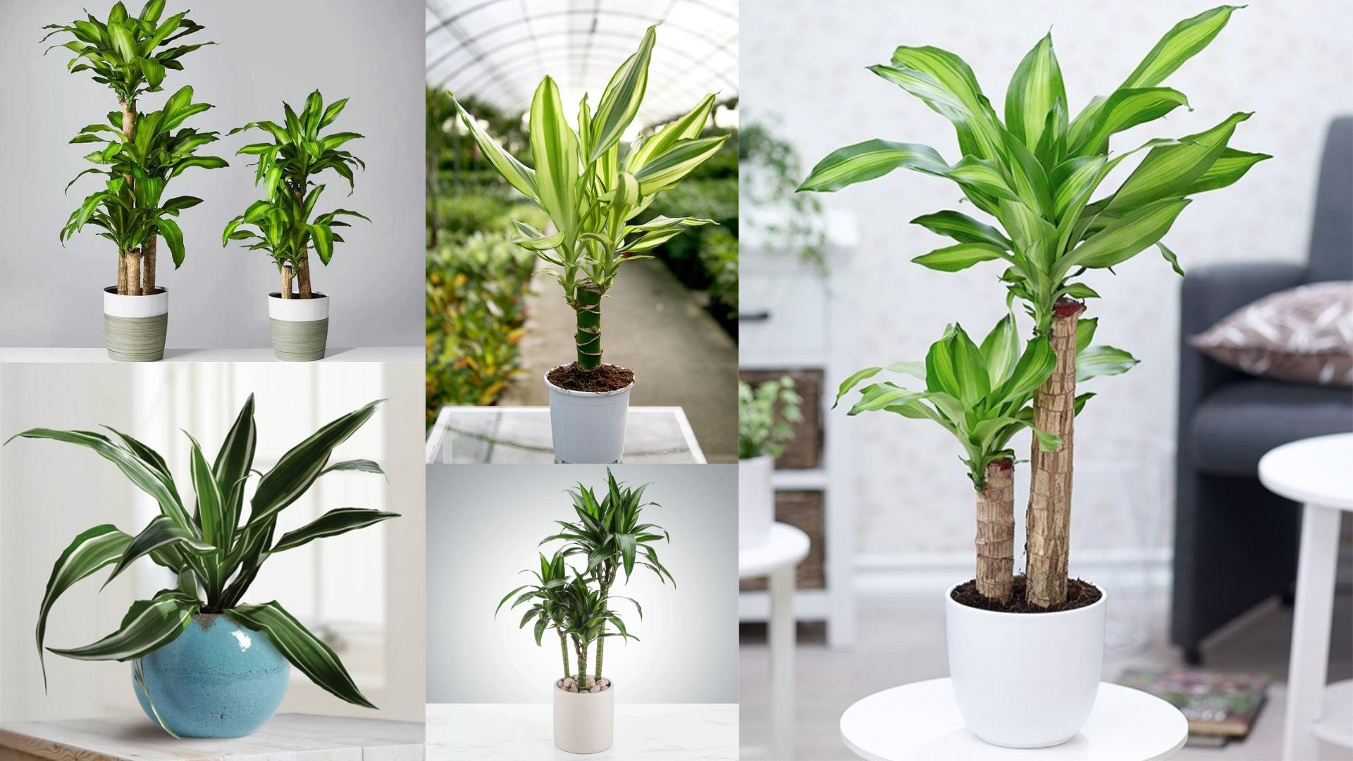 Cách Trồng Của Cây Thiết Mộc Lan