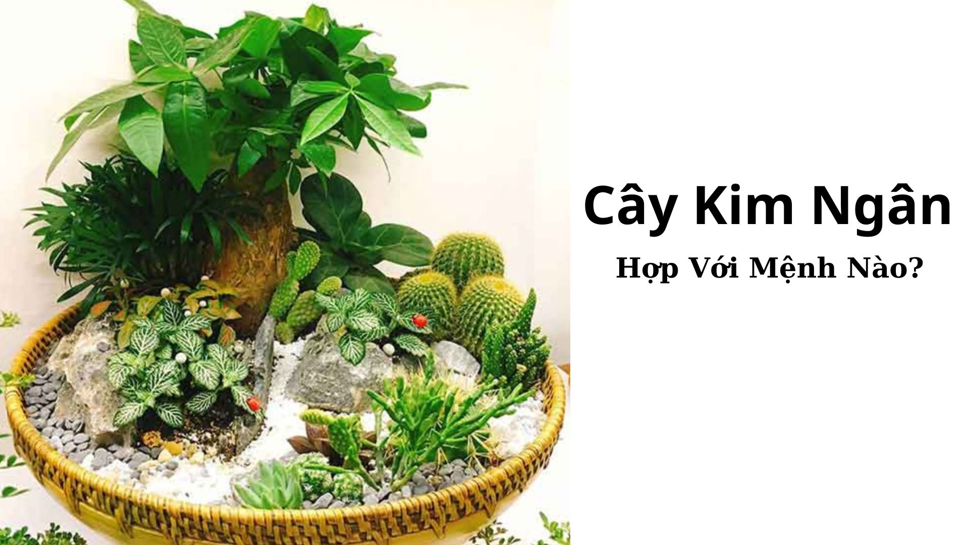 Cây Kim Ngân hợp với mệnh nào? tuổi nào?