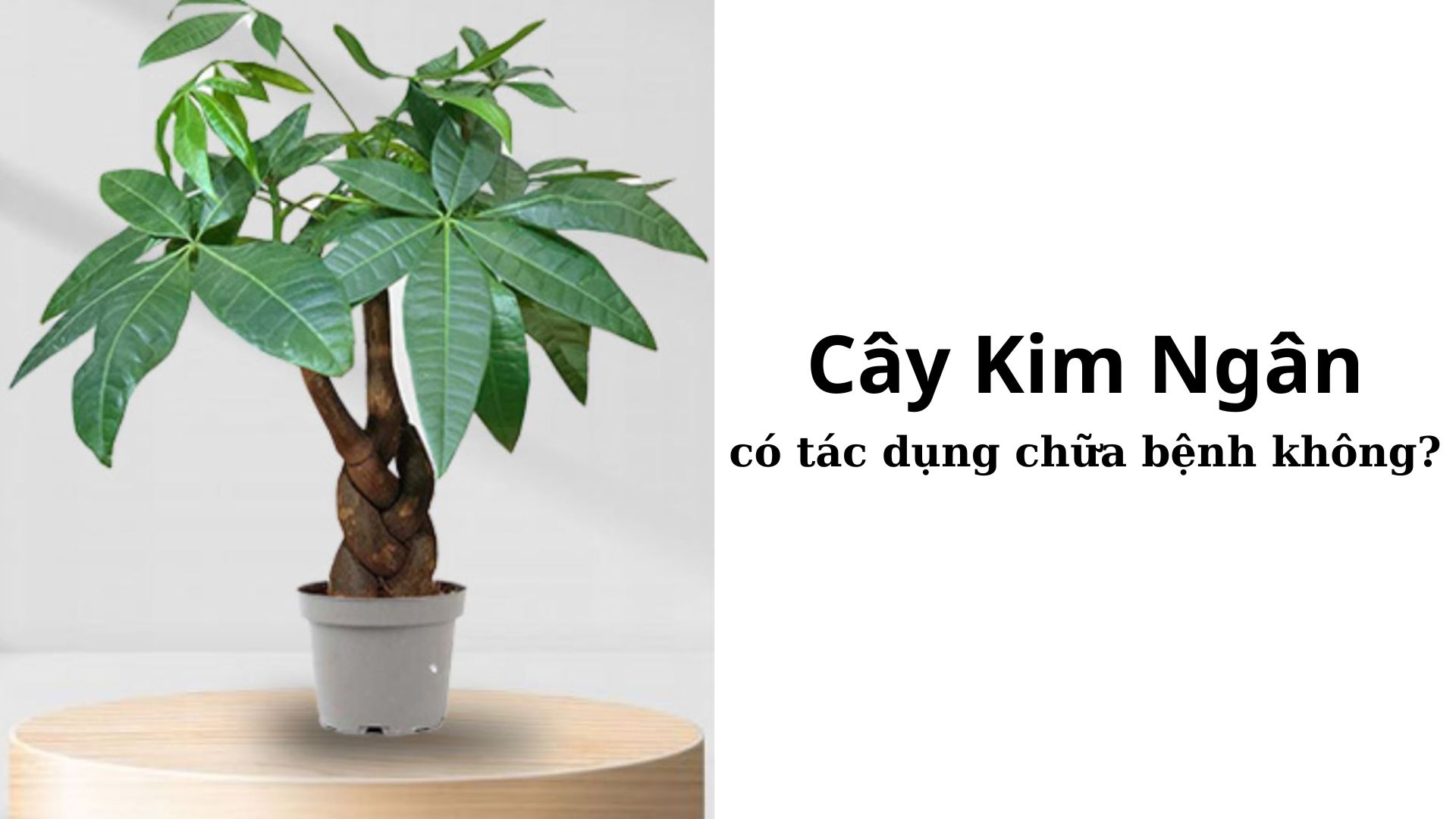 Cây Kim Ngân có tác dụng chữa bệnh không?