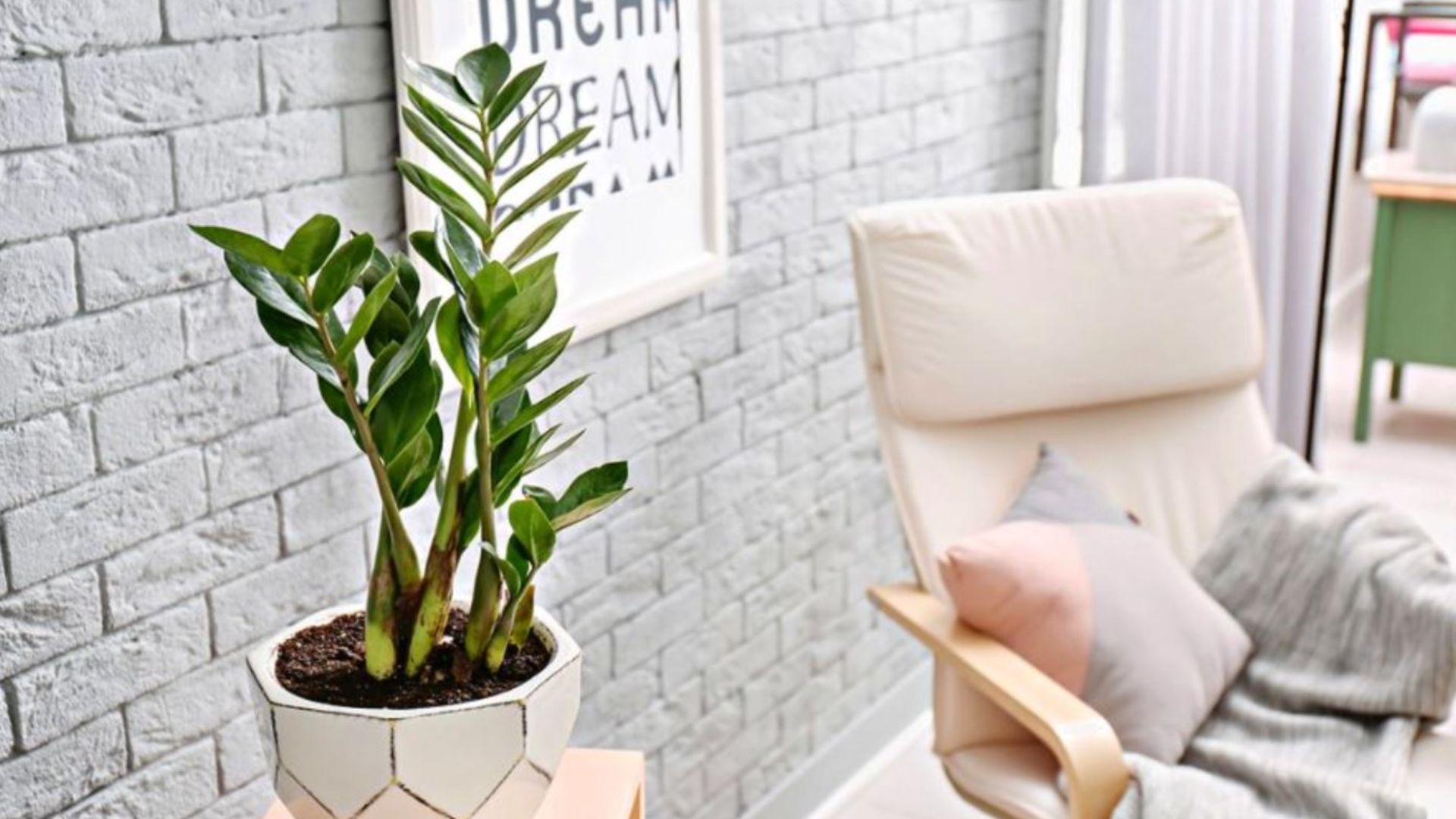 Cây Kim Tiền hợp mệnh gì