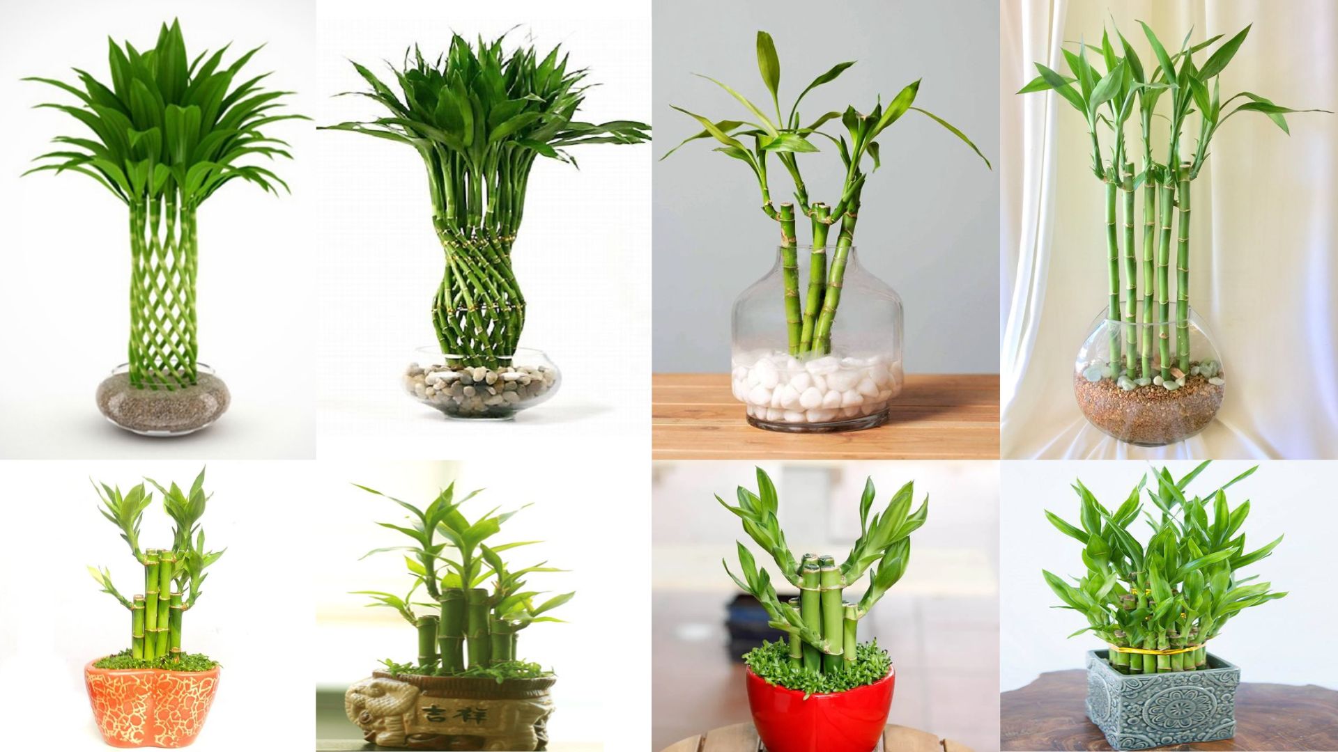 Cây Thần Tài Hợp Mệnh Gì?