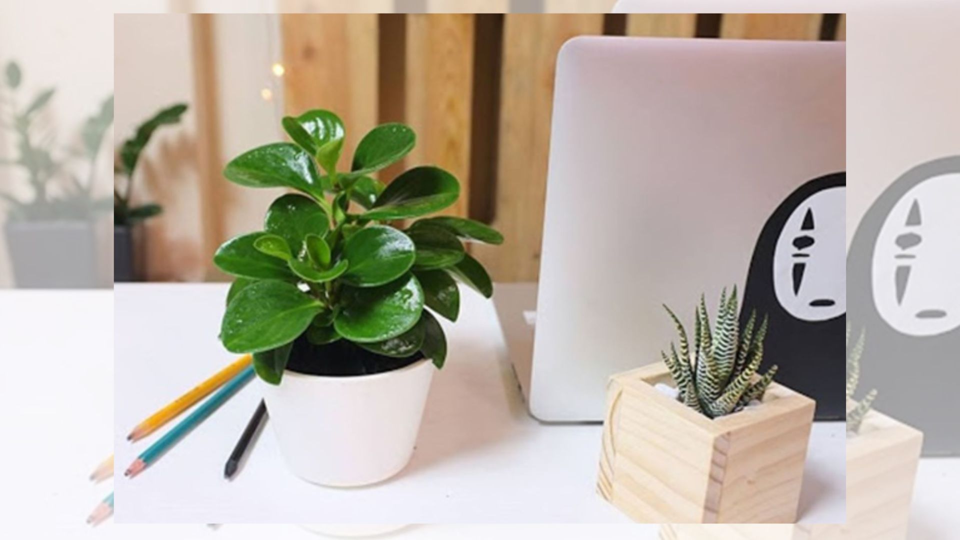 Cây Trường Sinh là cây gì