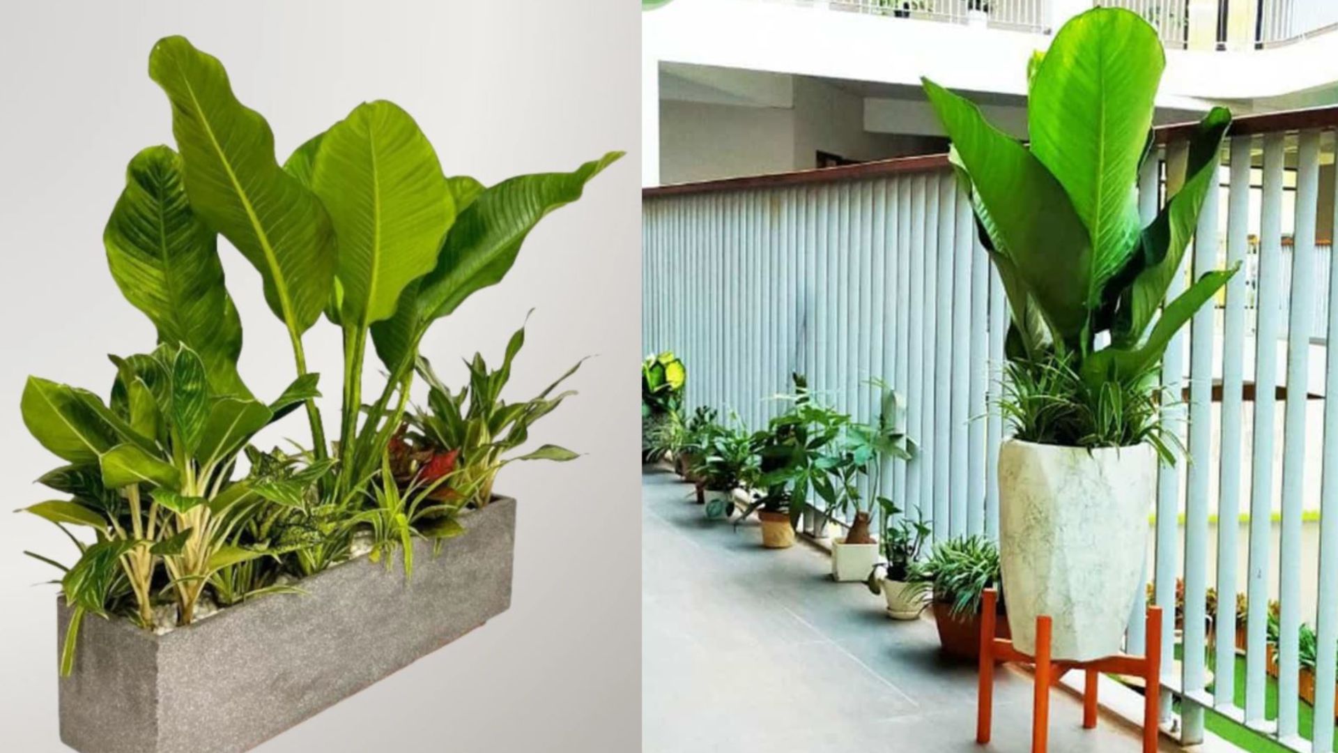 Cây Đại Phú Gia- Cây phong thủy biểu tượng của tài lộc và thịnh vượng
