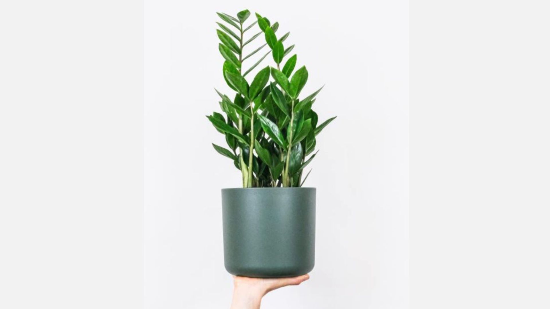 Công dụng của Cây Kim Tiền