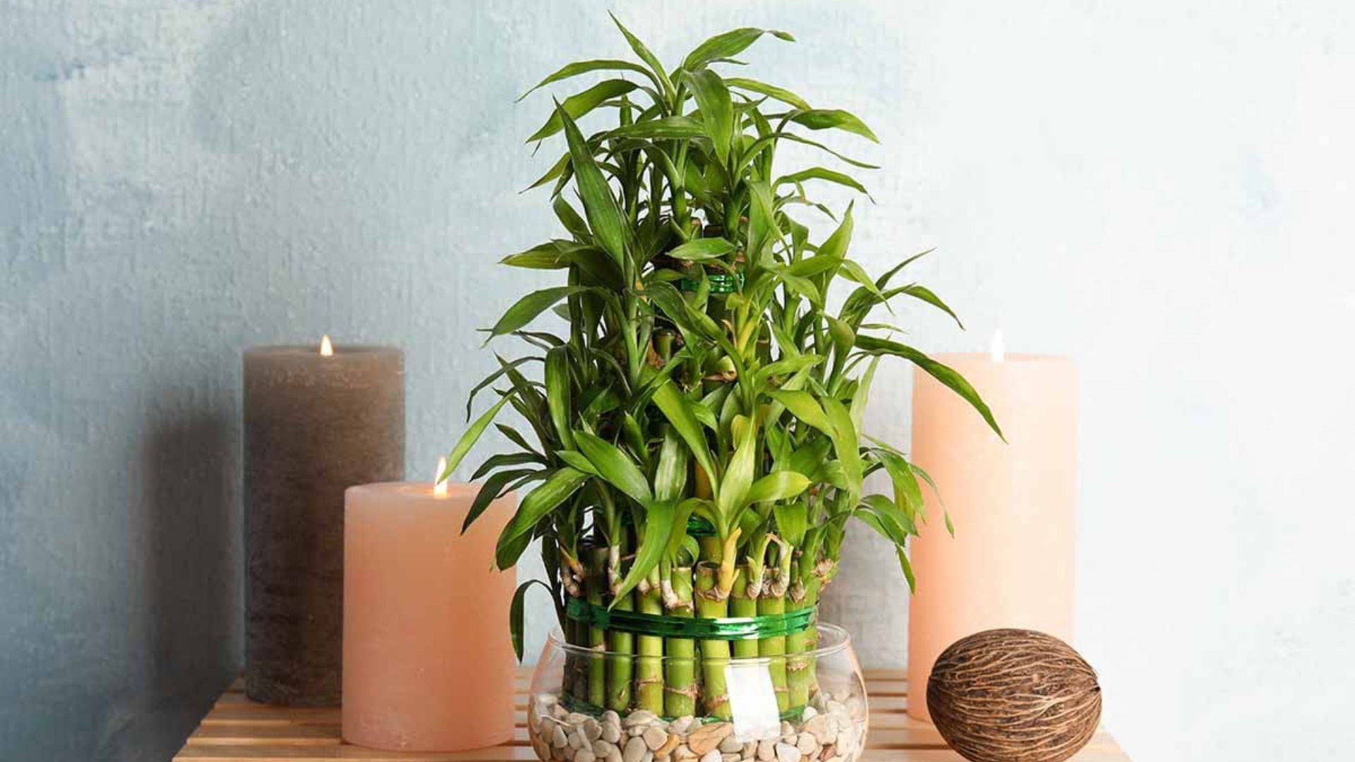 Công dụng của cây Thần Tài