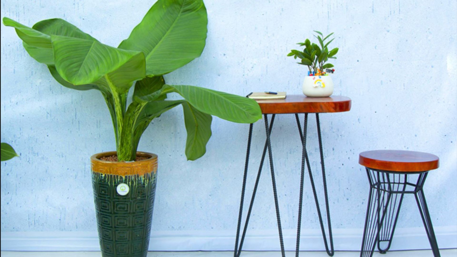 Công dụng tuyệt vời của cây Đại Phú Gia
