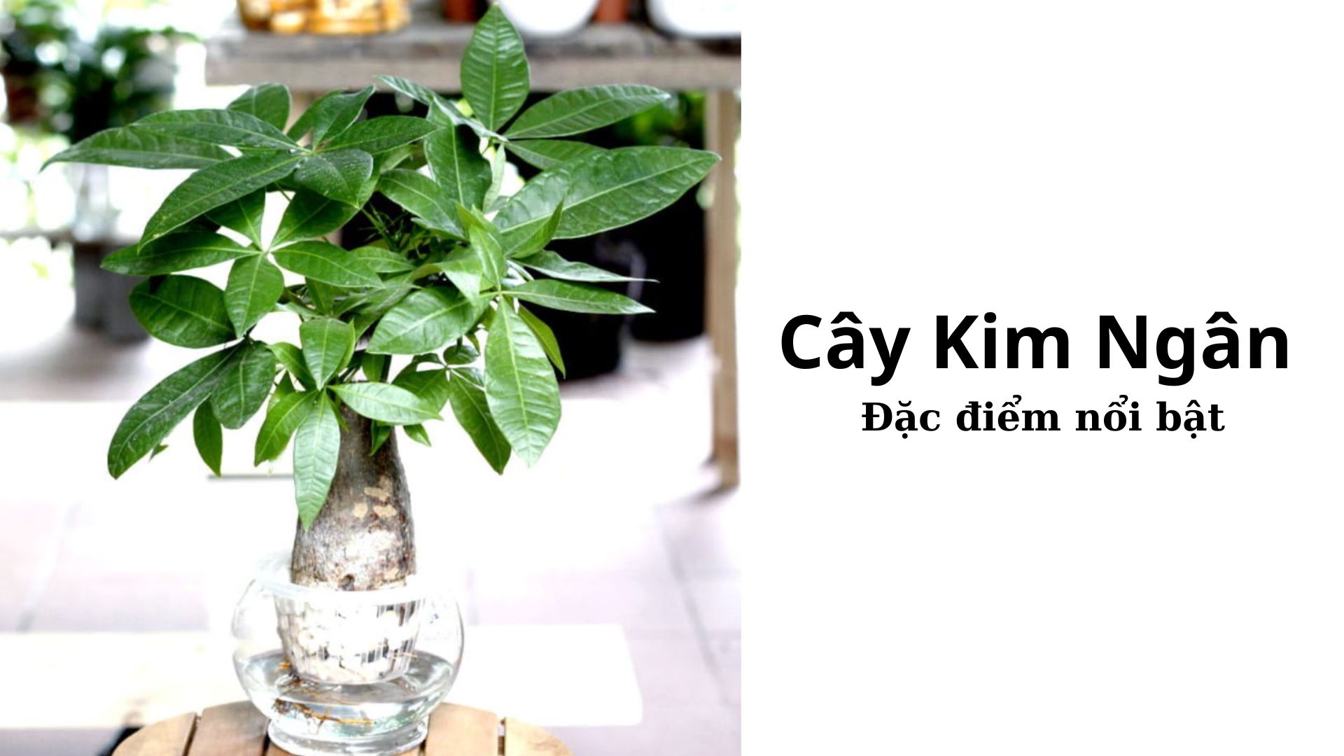 Đặc điểm nổi bật của cây Kim Ngân