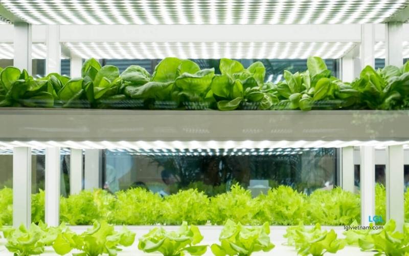 Lựa chọn đ&egrave;n trồng c&acirc;y trong nh&agrave; ph&ugrave; hợp với từng loại c&acirc;y trồng sẽ gi&uacute;p c&acirc;y sinh trưởng tốt hơn