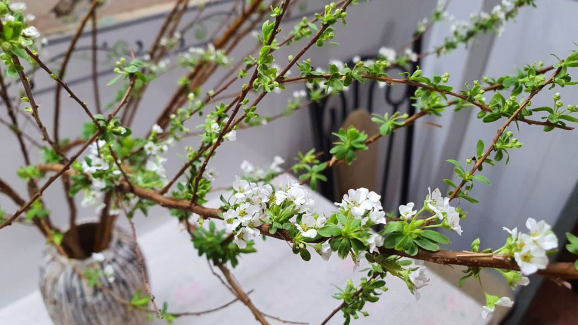 Ý Nghĩa Phong Thủy Của Cây Hoa Tuyết Mai