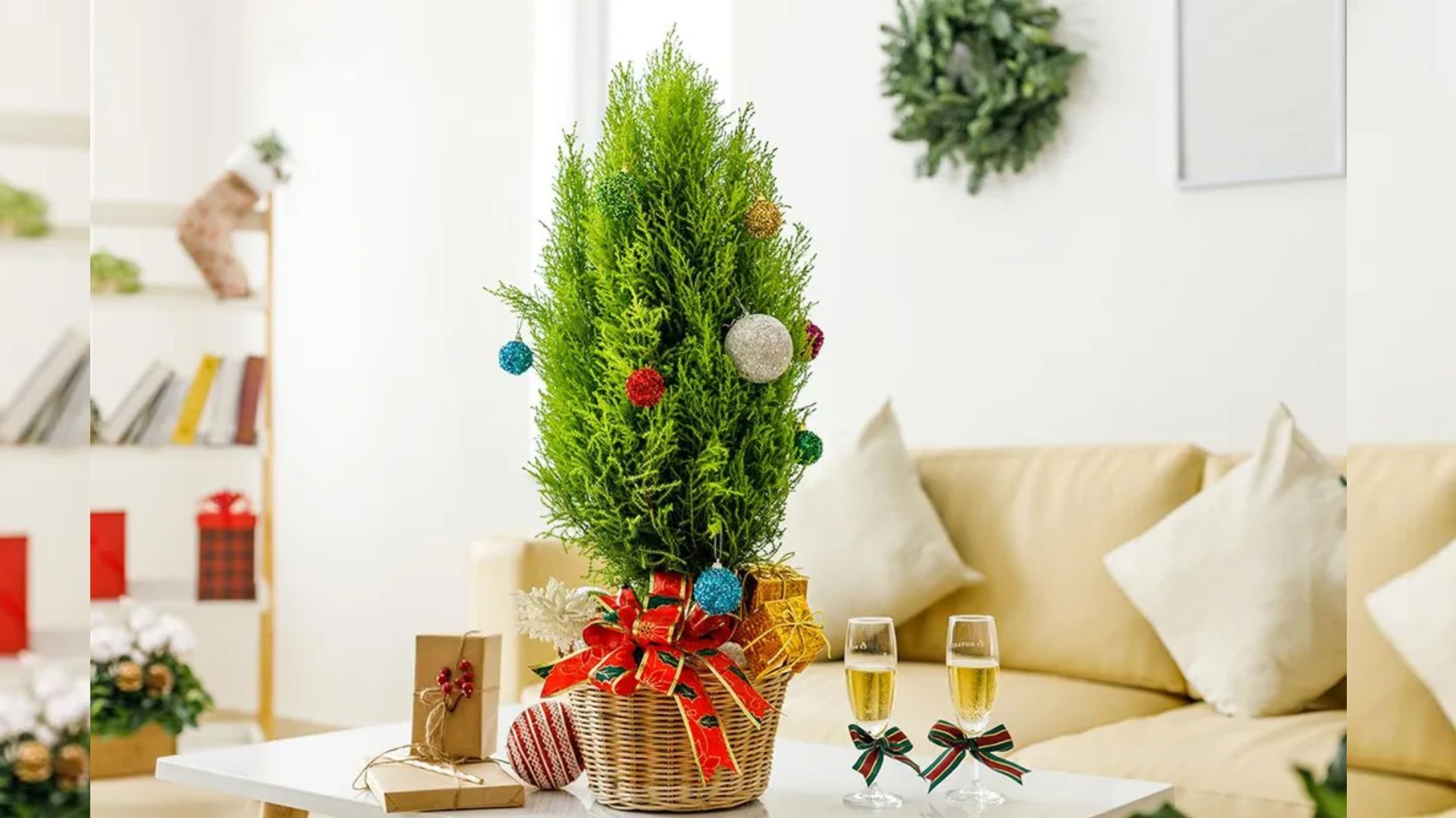 Lý Do Cây Tùng Thơm Được Chọn Trưng Noel và Tết