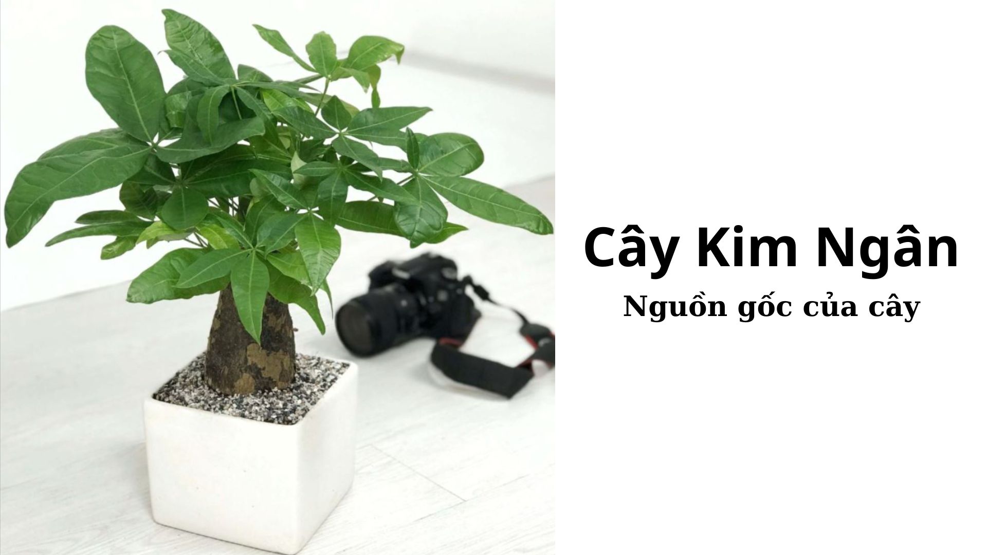 Nguồn gốc của cây Kim Ngân