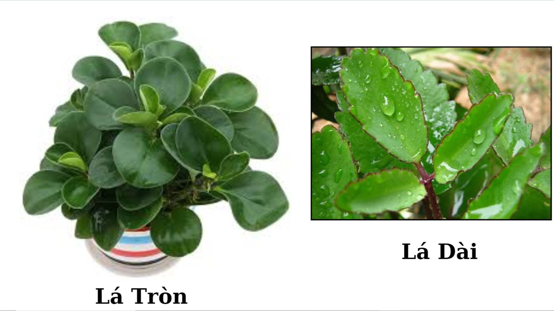 Phân loại cây Trường Sinh