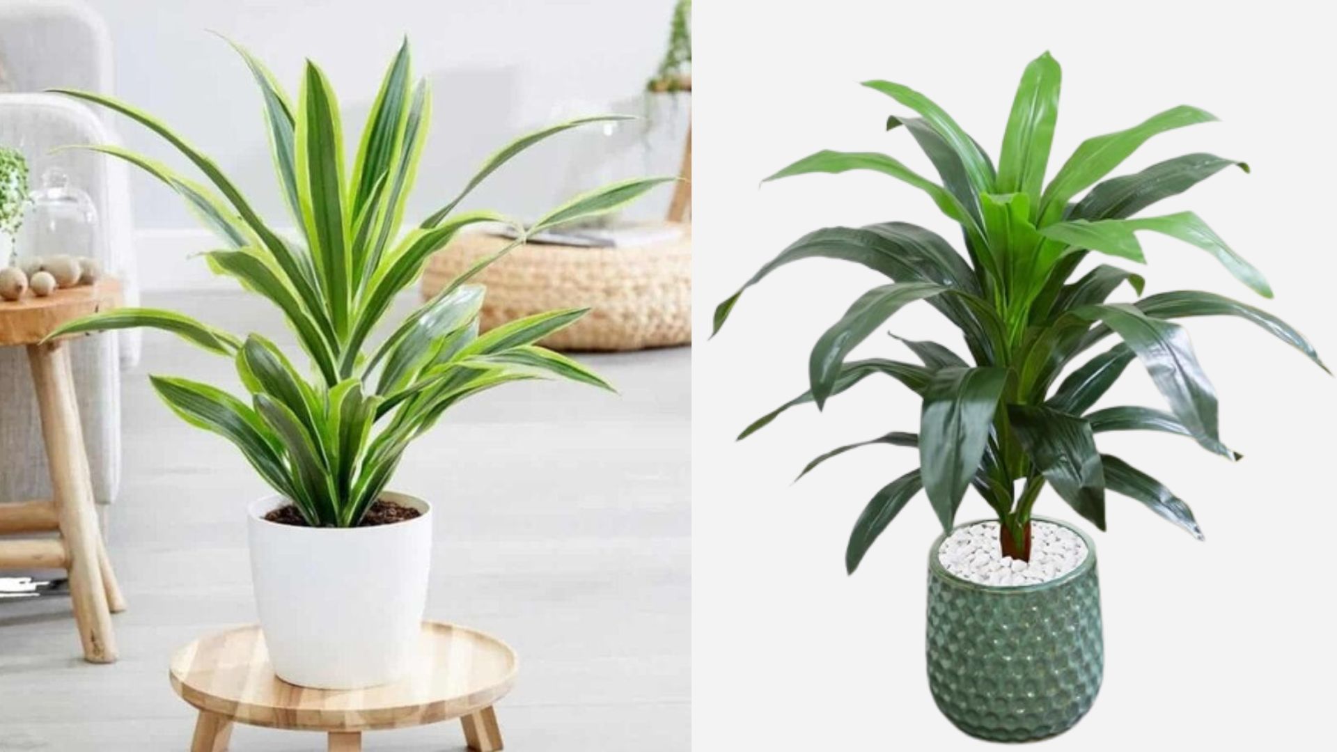 Tác Dụng Của Cây Thiết Mộc Lan