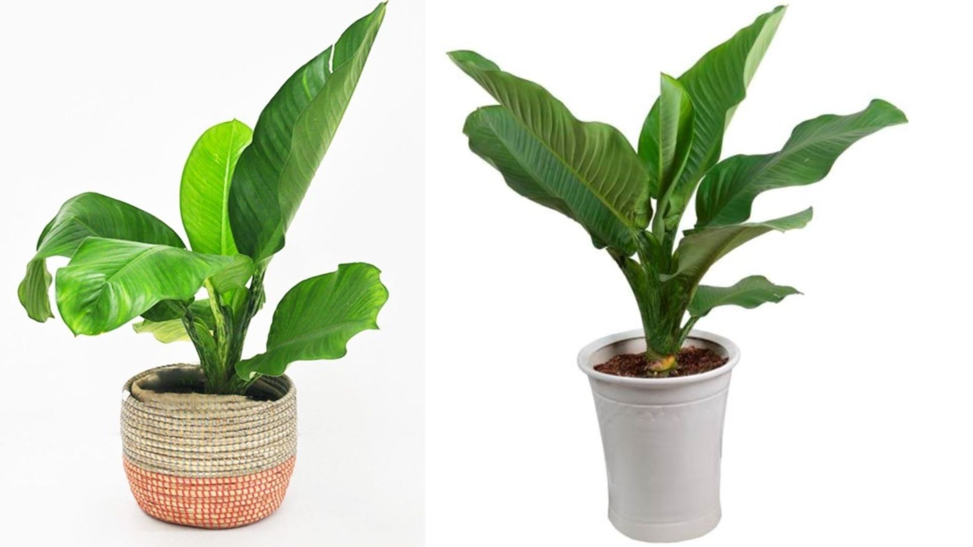 Tổng quan về cây Đại Phú Gia