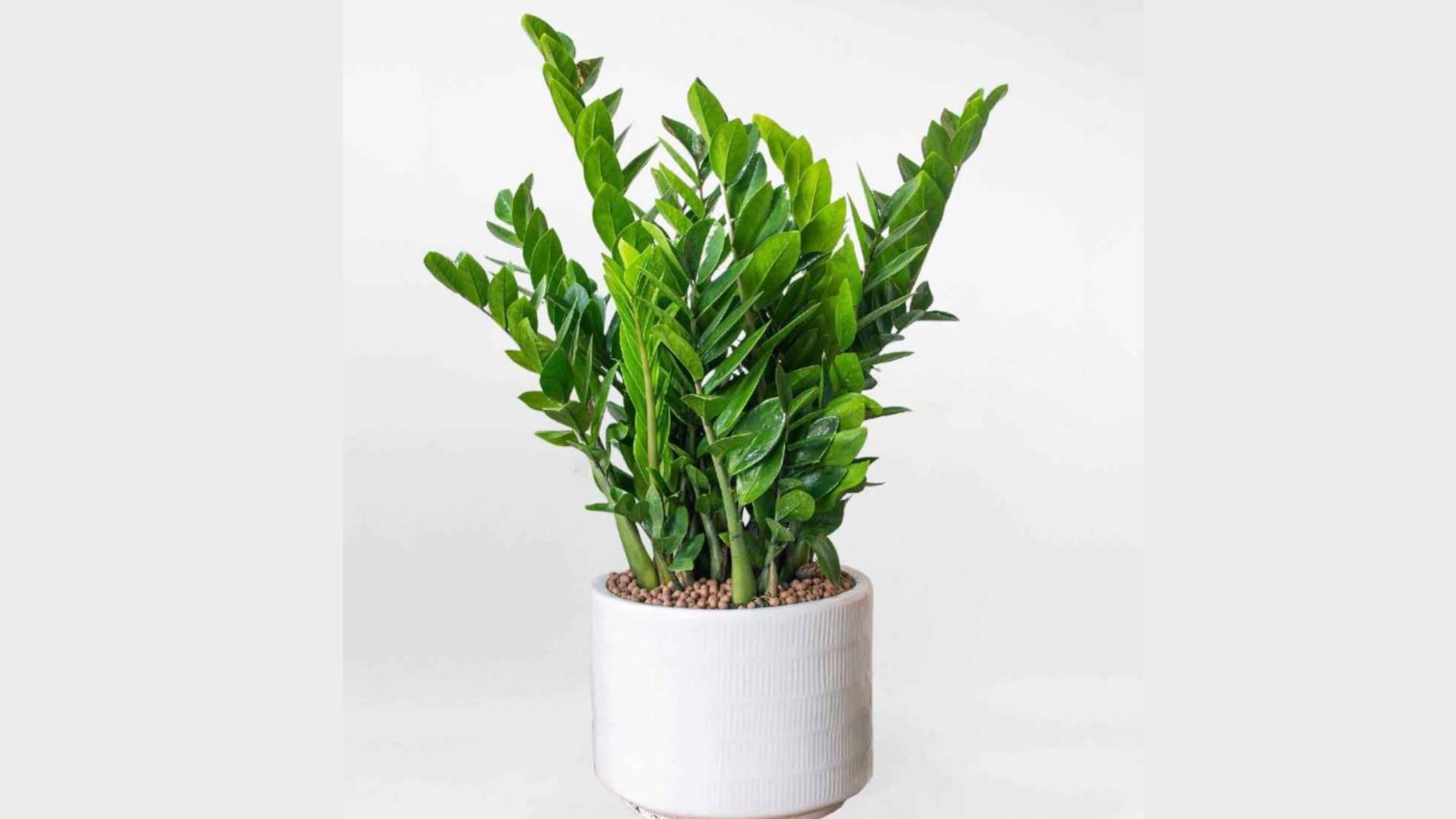 Cây Kim Tiền là cây gì