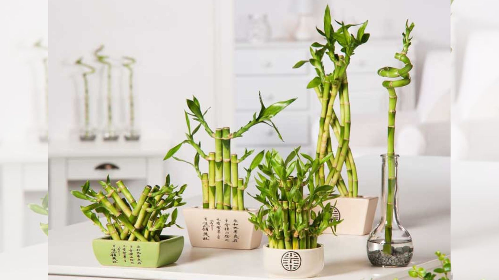 Đặc Điểm Của Cây Thần Tài
