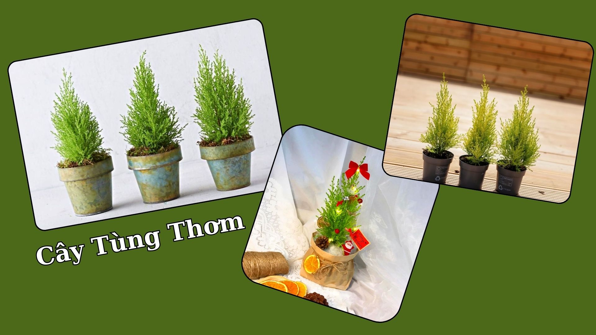 Địa Chỉ Mua Cây Tùng Thơm Chất Lượng