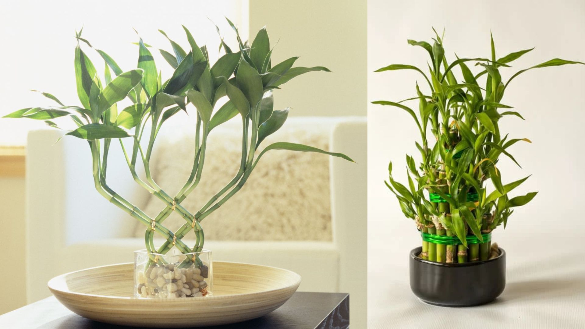 Ý Nghĩa Phong Thủy Của Cây Thần Tài
